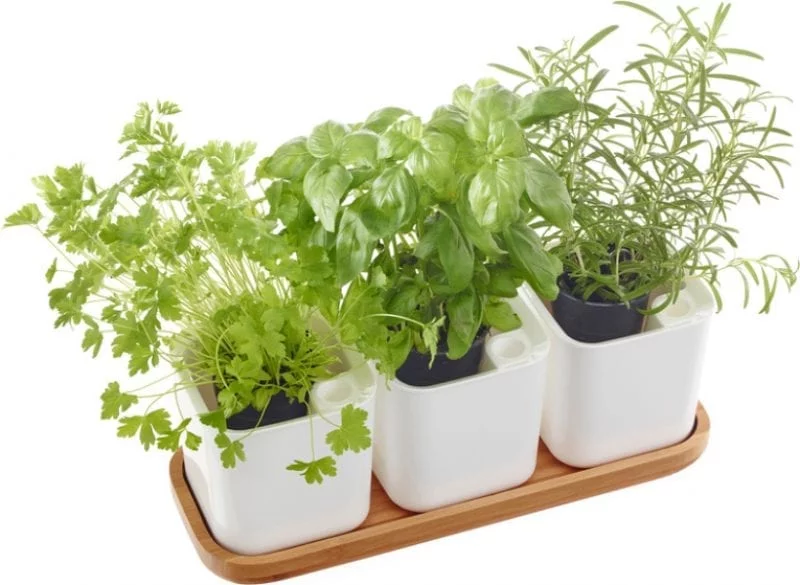Orthex Eden örtkruka 12 cm Set